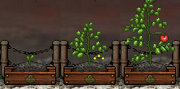 Tomato Gardening