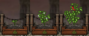 Jalapeno Gardening