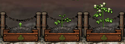 Potato Gardening