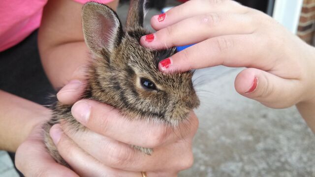 File:Bunnies can fly...proof.jpg
