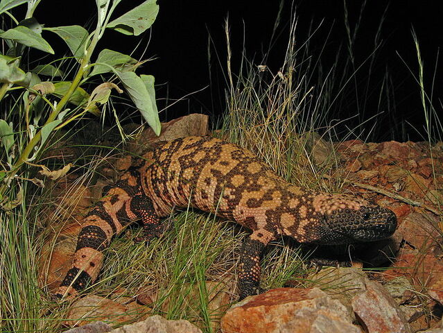 File:Gila Monster.jpg