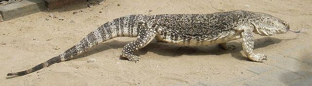 File:Varanus exanthematicus.jpg