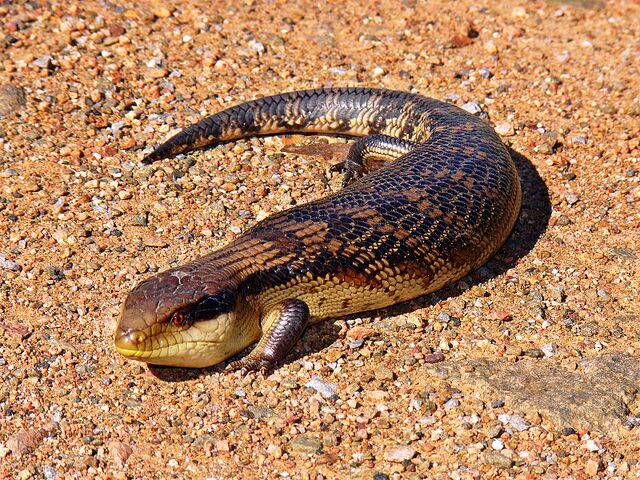 File:800px-Blue-toungued skink444.jpg
