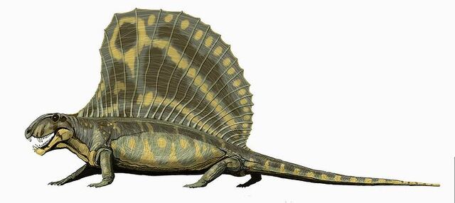 File:Dimetrodon gigashomog.jpg