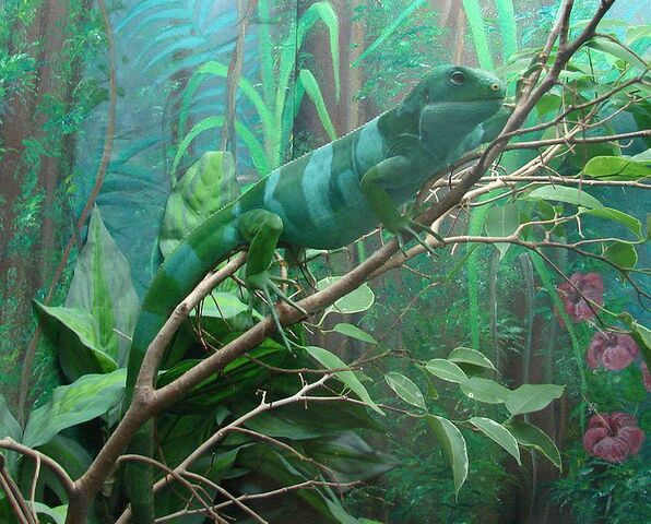 File:745px-Brachylophus fasciatus (Fijian Iguana).jpg