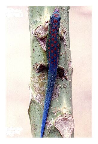 File:Phelsuma cepediana Mauritius.jpg