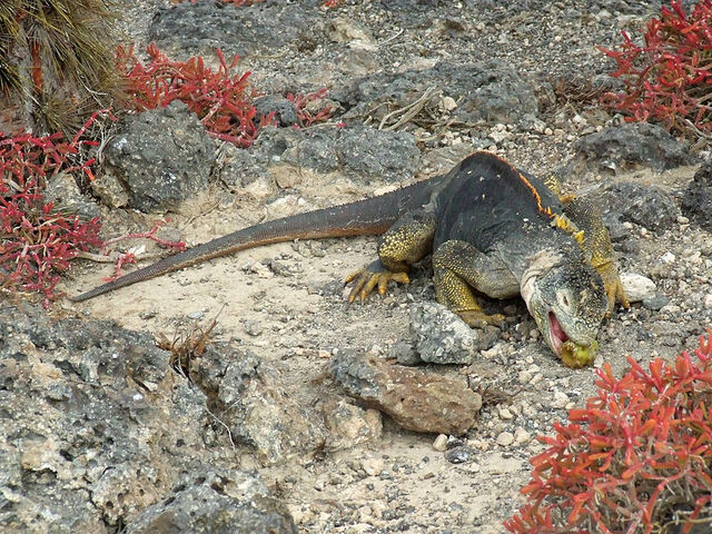 File:800px-Galapagos land iguana feeding.jpg