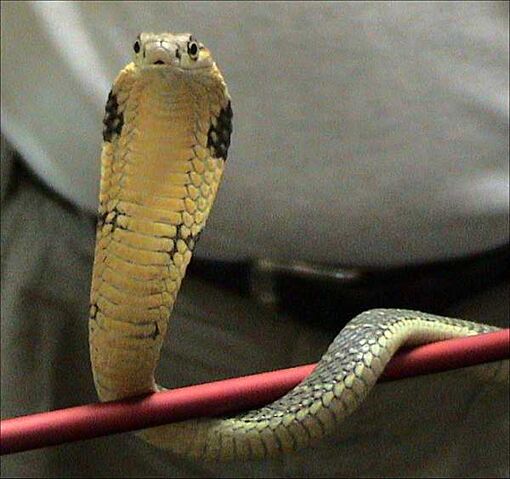 File:KingCobra.jpg