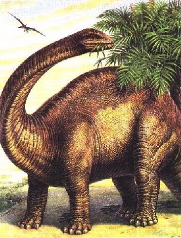 File:Brontosaurus.jpg