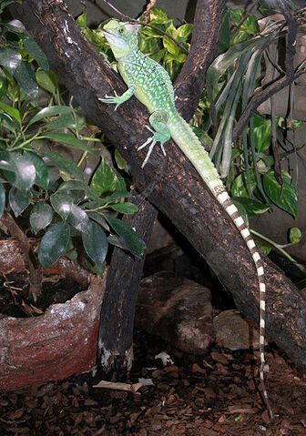 File:Plumed Basilisk.jpg