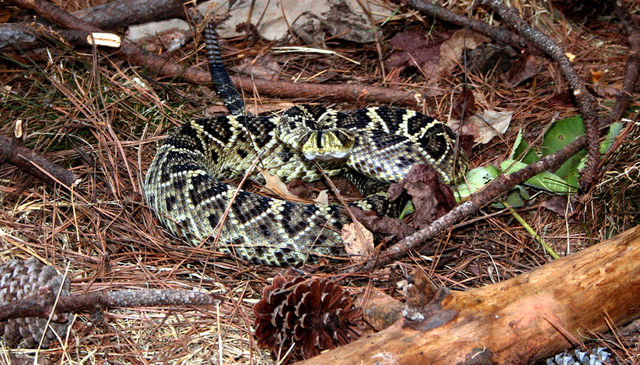 File:800px-Crotalus adamanteus CDC-2.png