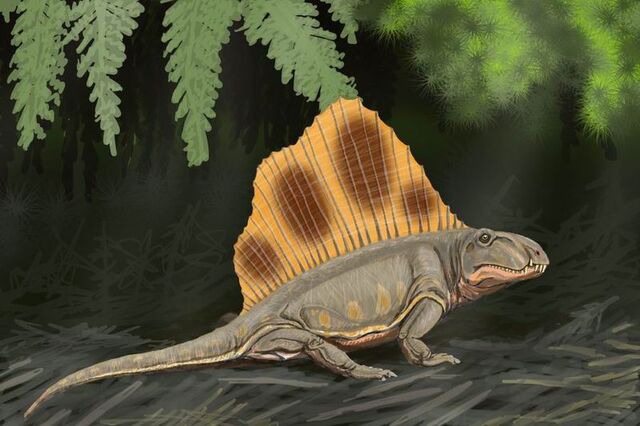 File:Dimetrodon loomisi.jpg