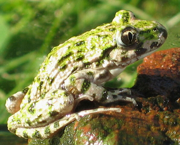 File:Pelodytidae.jpg