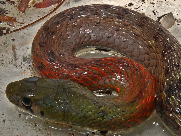 File:Rhabdop submin Wikimedia.jpg