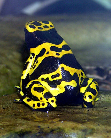 File:Bumblebee poison frog.jpg