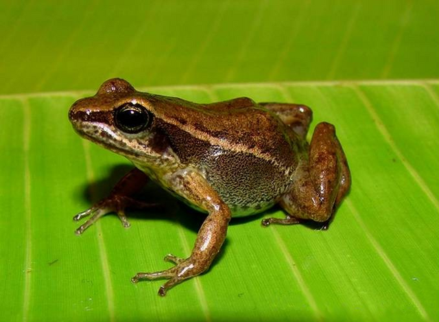 File:Peruvian Poison Frog.png