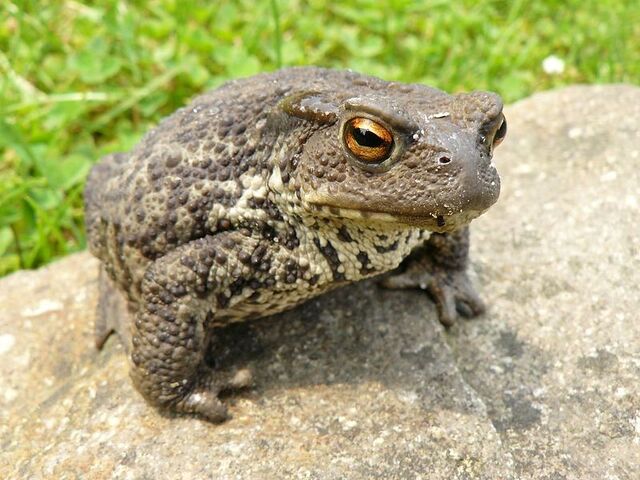 File:Common Toad 10.jpg