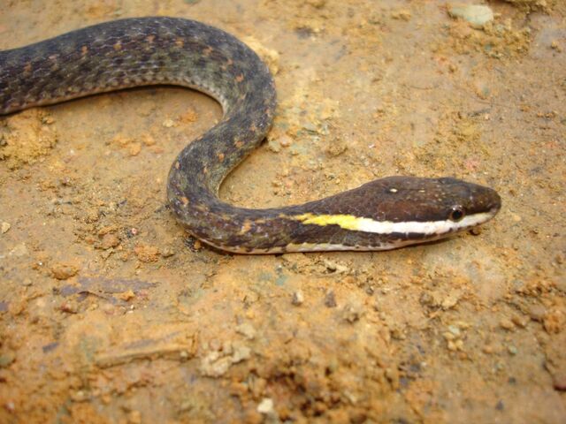 File:White-lipped keelback.jpg