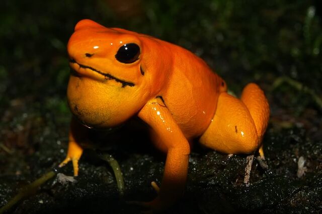 File:Orange terribilis 2.jpg