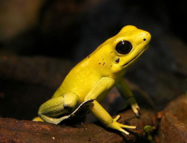 File:Phyllobates Terribilis 01.jpg