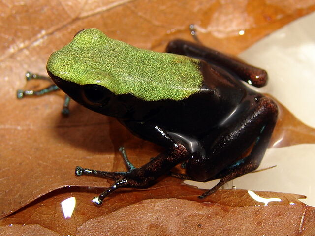 File:Laevigata01.jpg