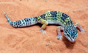 File:300px-Leopard-gecko.jpg