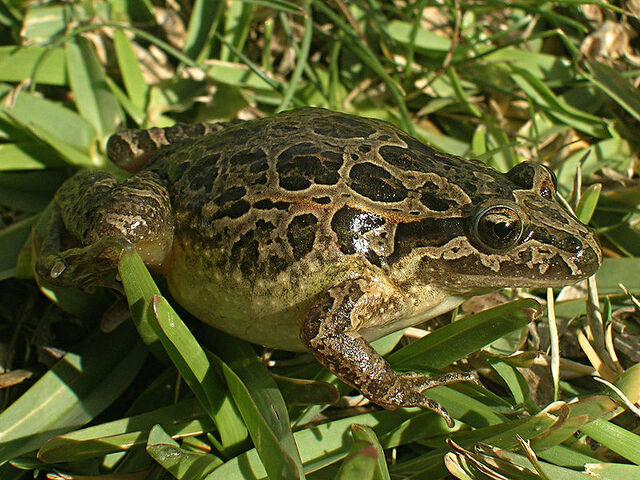 File:Painted frog.jpg