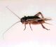 Cricket