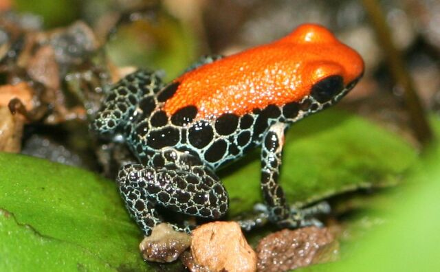 File:Ranitomeya Reticulata 01.jpg