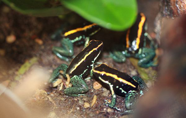File:P. Vittatus Group.png