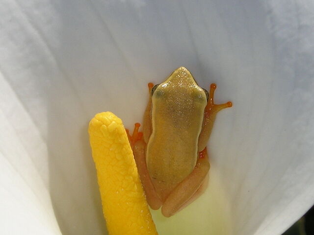 File:Arum Frog 02.jpg