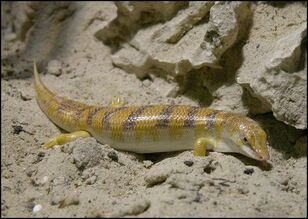 Sandfish