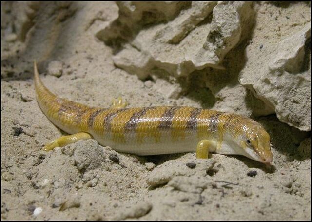 File:Sandfish.jpg