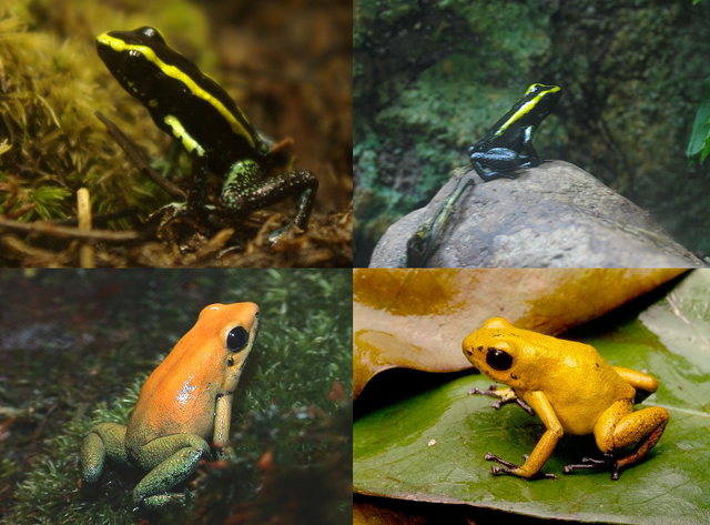 File:Phyllobates.png