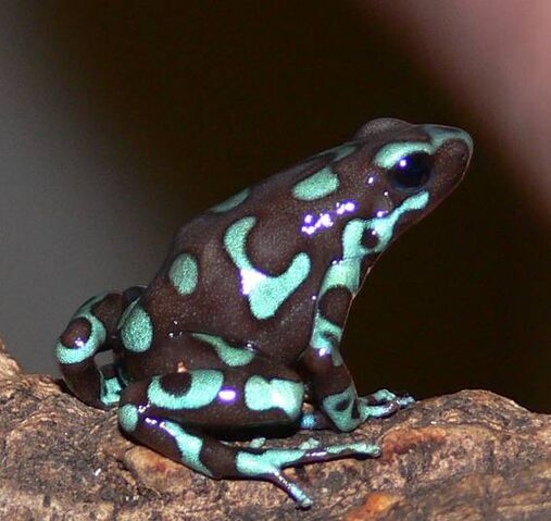 File:Dendrobates Auratus Hoogland.jpg