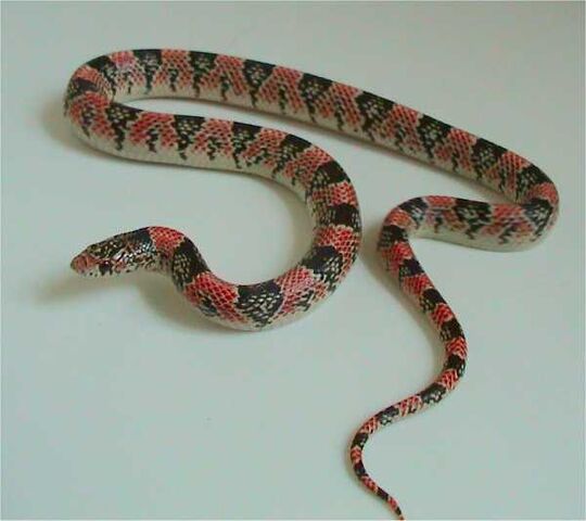 File:Rhinocheilus lecontei tessellatus.jpg