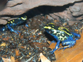 Thumbnail for version as of 17:13, March 31, 2012