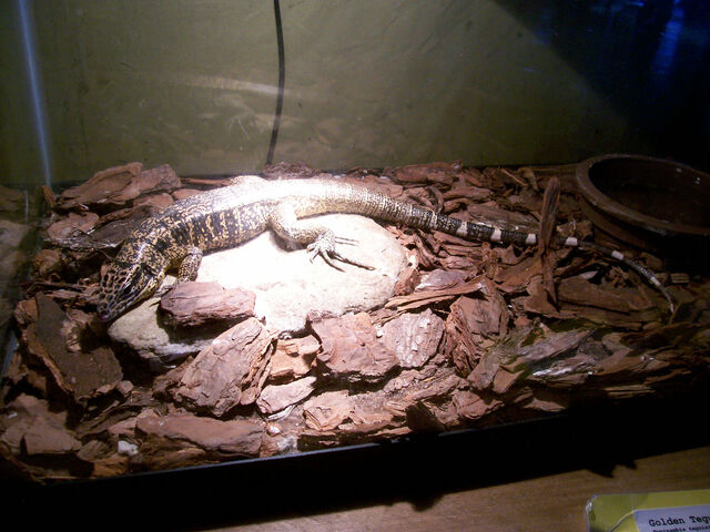 File:Tegusmalltank.jpg