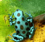 Microspots
