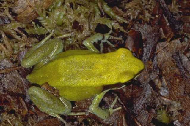 File:Viridis04.jpg