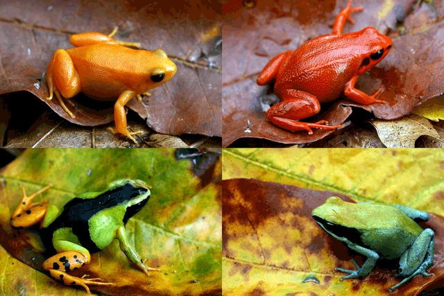 File:Mantella.png