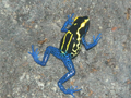 Thumbnail for version as of 17:15, March 31, 2012