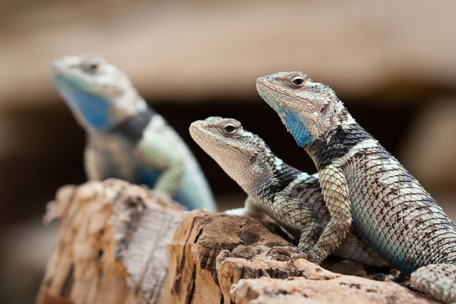 File:Bluespinybasking.png