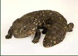 Shingleback1