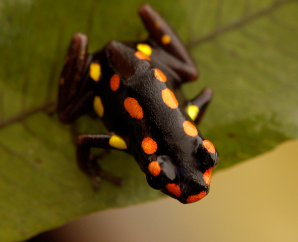 File:Adelphobates Captivus 14.png