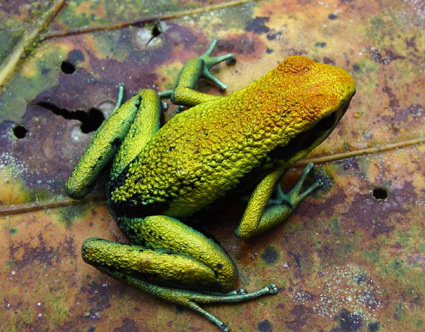 File:Tarapoto bassleri.png