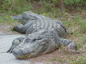 Gex-american-alligator jpg