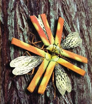 E.cospefogo.png