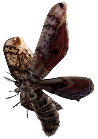 Fichier:Giant Moth.jpg
