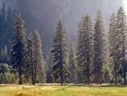 RaccoonForest.jpg